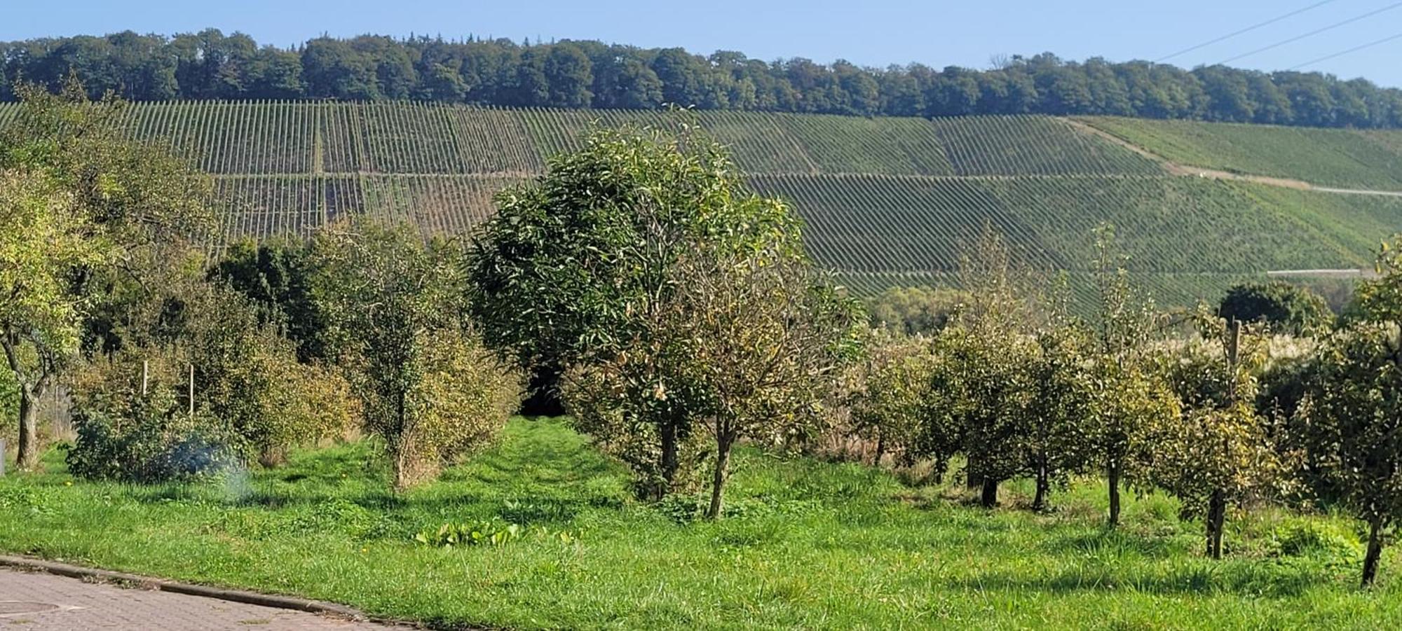 Weingut Raevenhof Hotel Ayl Luaran gambar